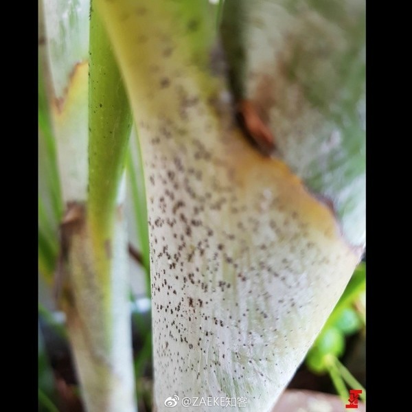 һ��5�����ع⣺1600���ɫ+�ڰ�˫��