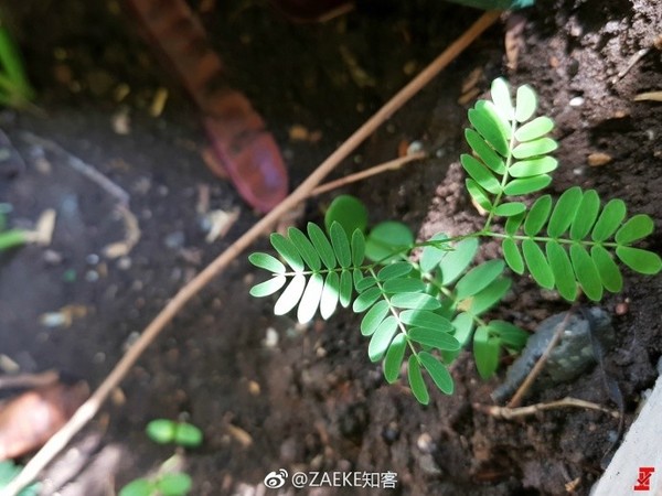 һ��5�����ع⣺1600���ɫ+�ڰ�˫��